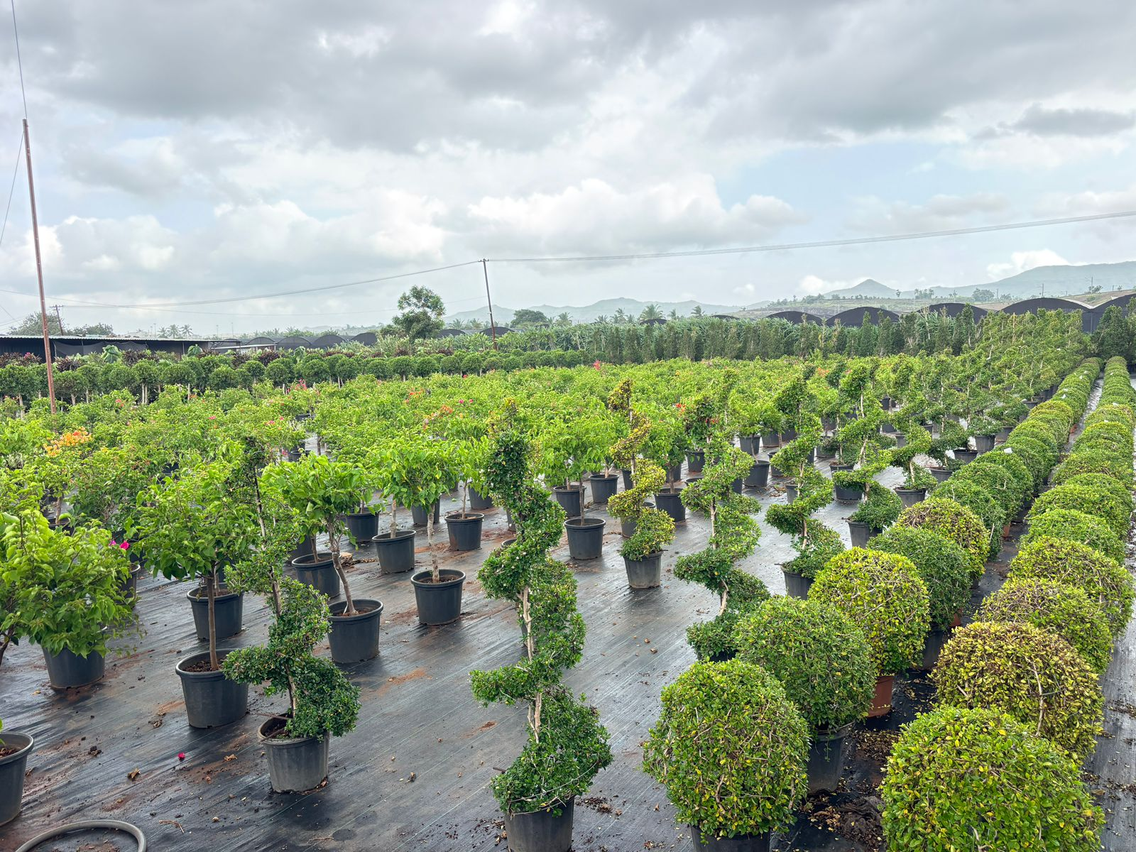 Plants and pots supply by Magnolia Landscape