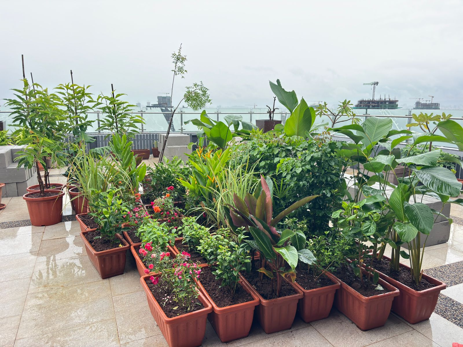 Terrace garden project by Magnolia Landscape